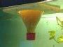 Culturing Daphnia: A Complete Guide to Live Fish Food.